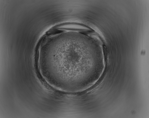 X0000094380436200711242025