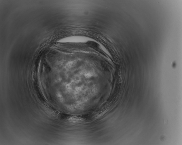 X0000094380515200711242025