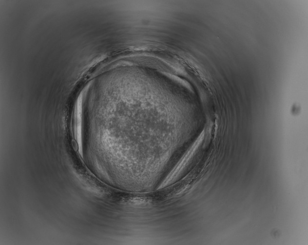 X0000094380546200711242024