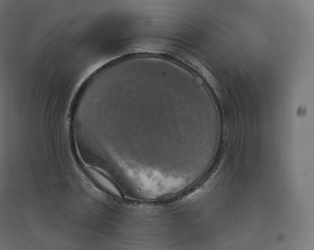 X0000094380779200711242021