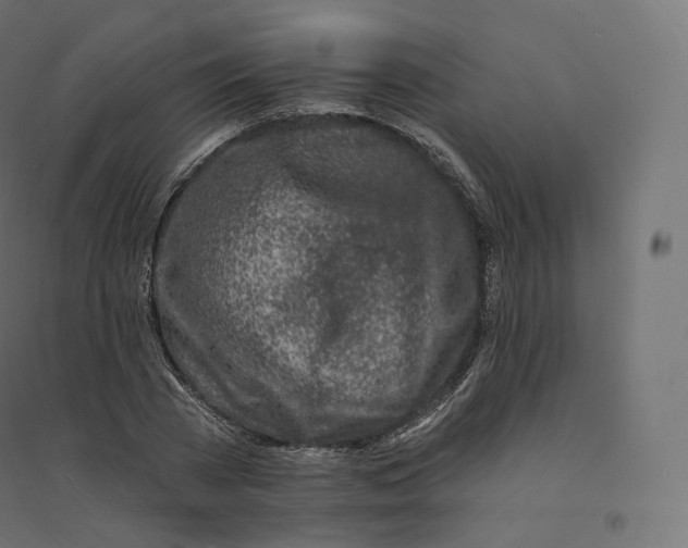 X0000094380785200711242021