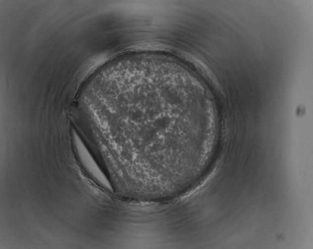 X0000094380833200711242020