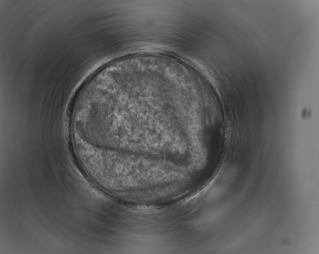 X0000094380835200711242020
