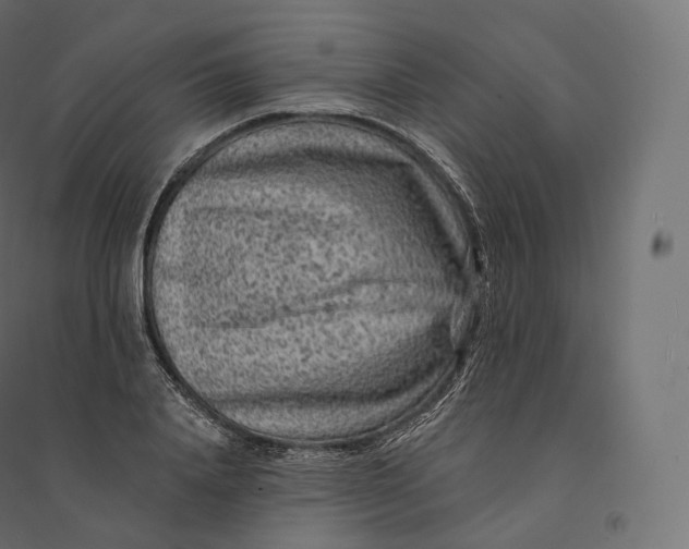 X0000094380840200711242020