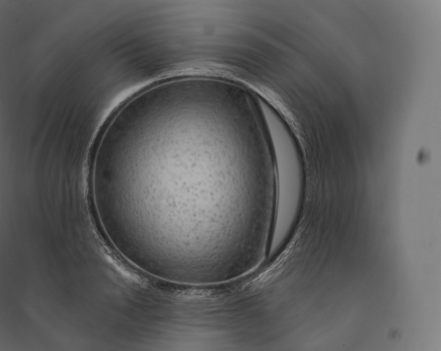 X0000094380846200711242020