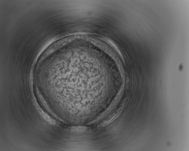X0000094380859200711242021