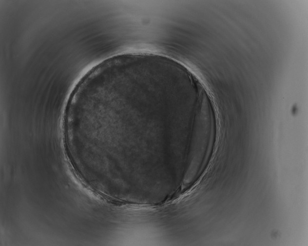 X0000094380864200711242021