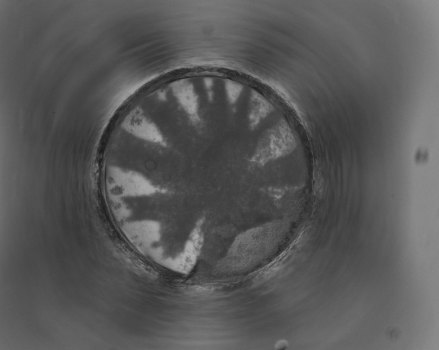 X0000094380879200711242020