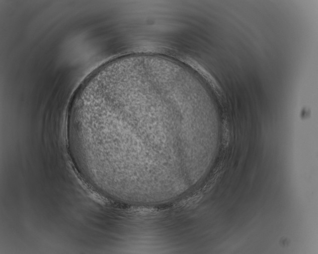 X0000094380886200711242020