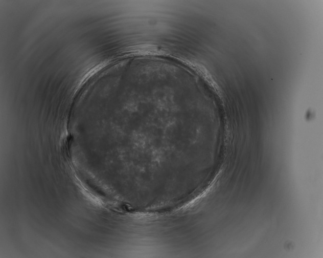 X0000094380889200711242020