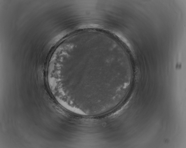 X0000094380921200711242019