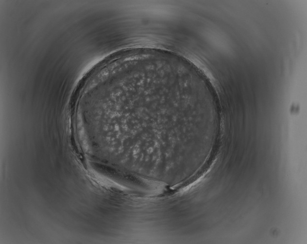 X0000094380925200711242019