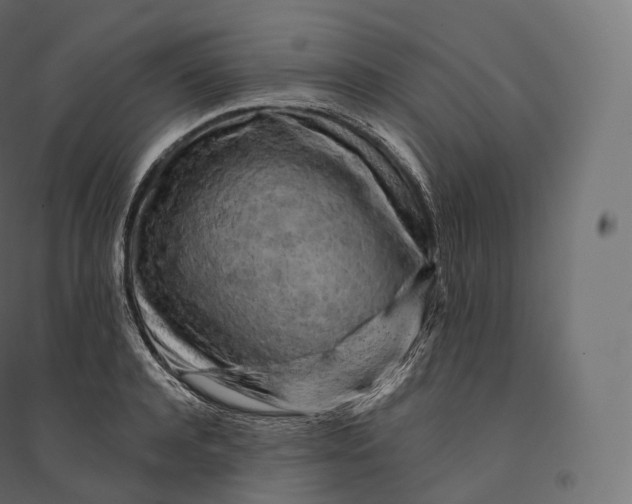 X0000094380944200711242019