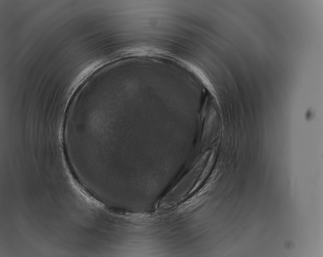 X0000094380946200711242019