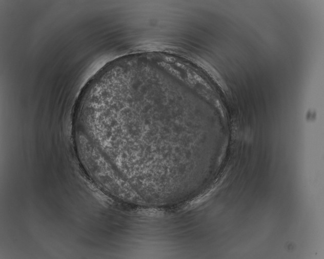 X0000094381023200711242017