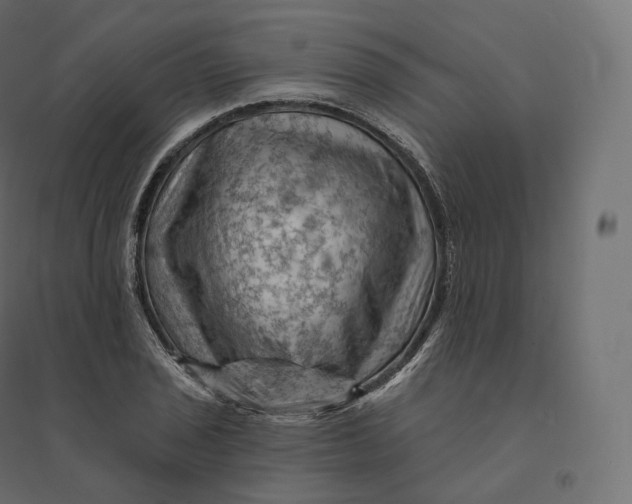 X0000094381029200711242017