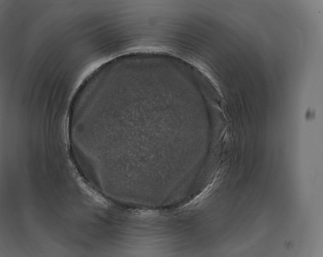 X0000094381030200711242017
