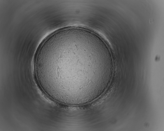 X0000094381032200711242017