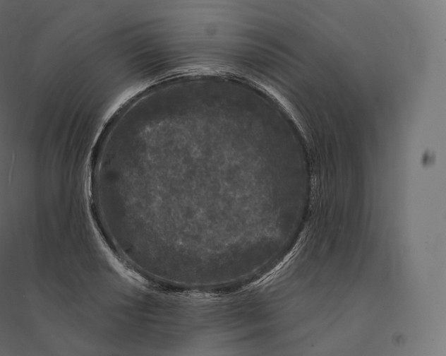 X0000094381034200711242017