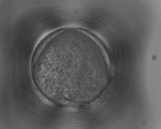 X0000094381086200711242017