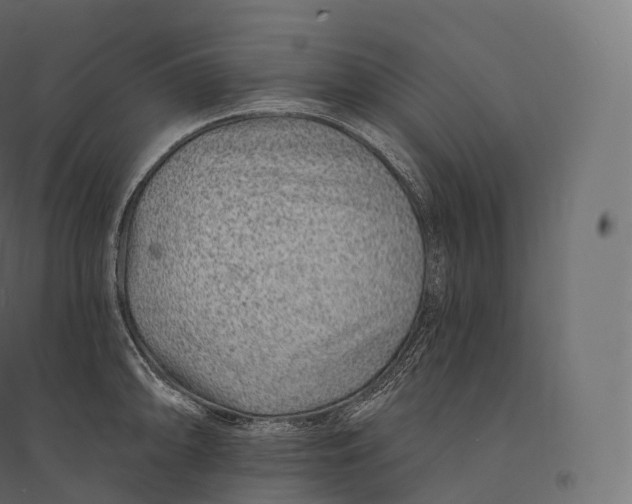 X0000094381094200711242017