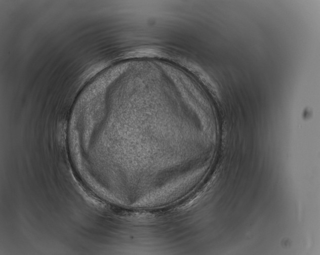 X0000094381233200711242015