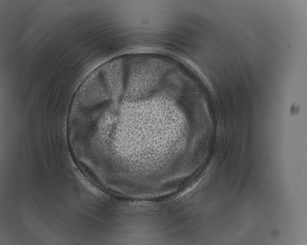 X0000094381417200711242012