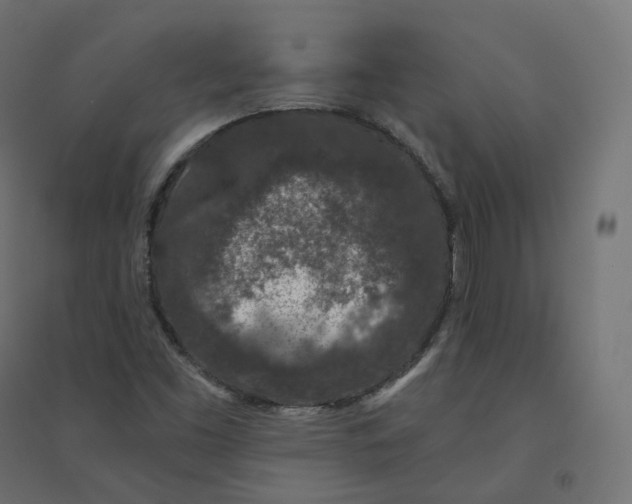 X0000094381453200711242011