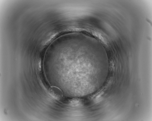 X0000094420358200711081141