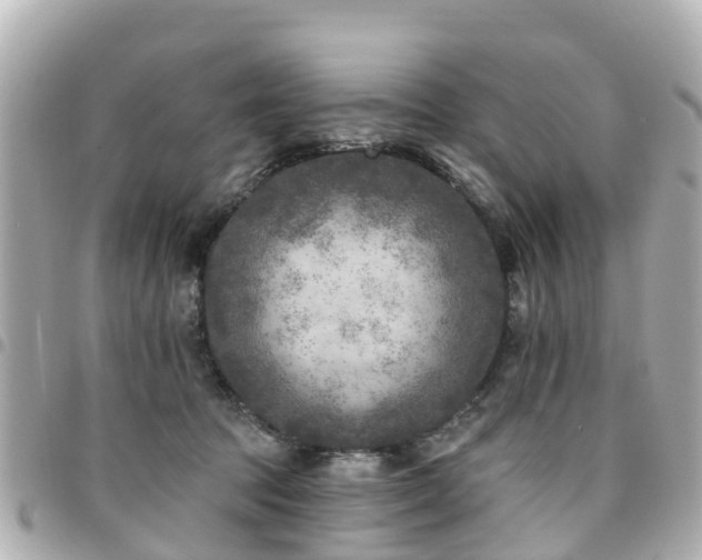 X0000094420369200711081141