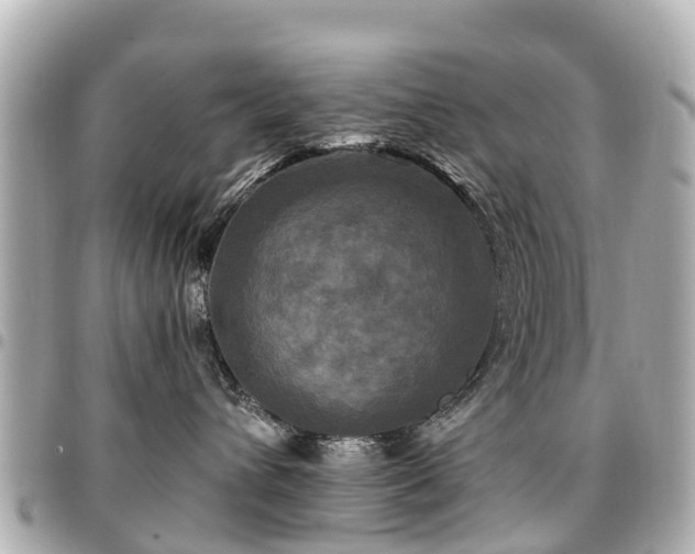 X0000094420432200711081140