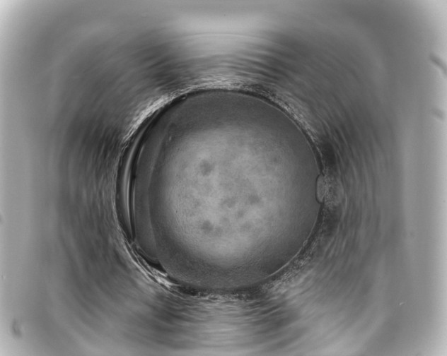 X0000094420434200711081140