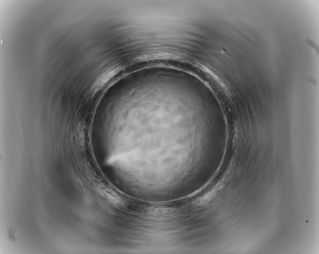 X0000094420921200711081133