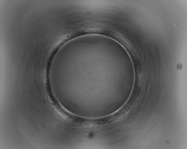 X0000094420729200711151319