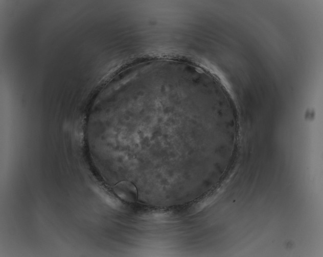X0000094420065200711211420
