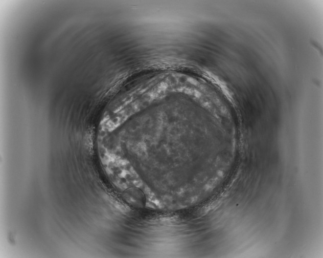 X0000094420065200711291559