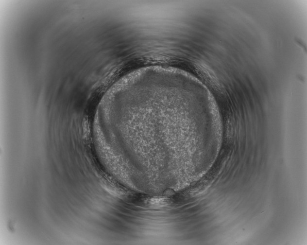 X0000094420173200711291558