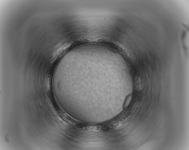 X0000094420740200711291549