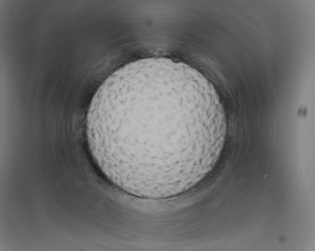 X0000094420030200712061102