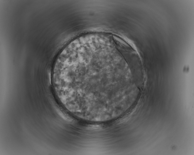 X0000094420061200712061101