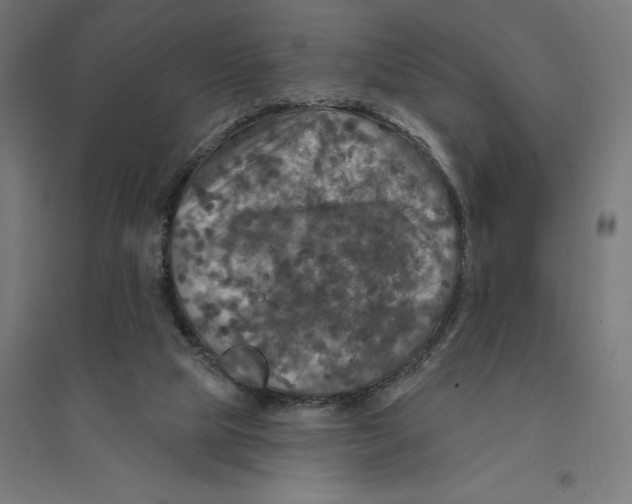 X0000094420065200712061101