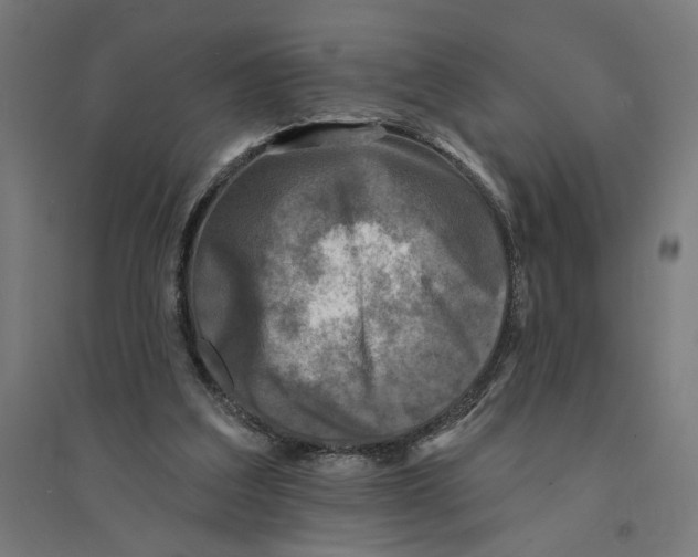 X0000094420203200712061059