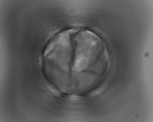 X0000094420336200712061057