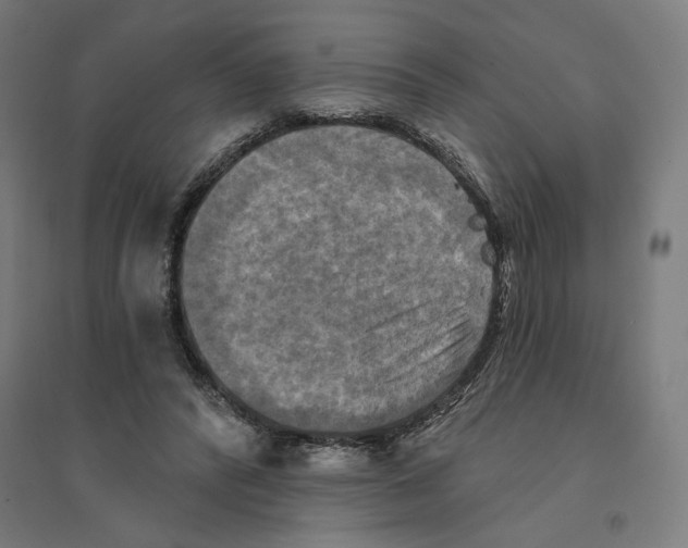 X0000094420400200712061056