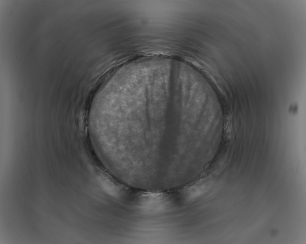 X0000094420428200712061055