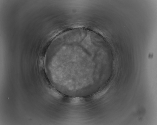 X0000094420432200712061055