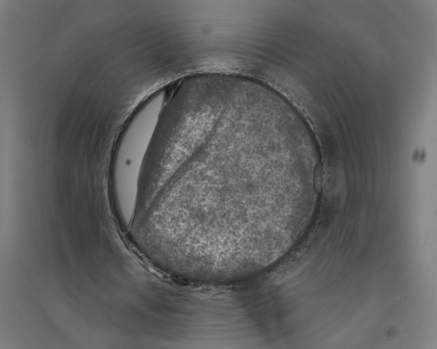 X0000094420434200712061055