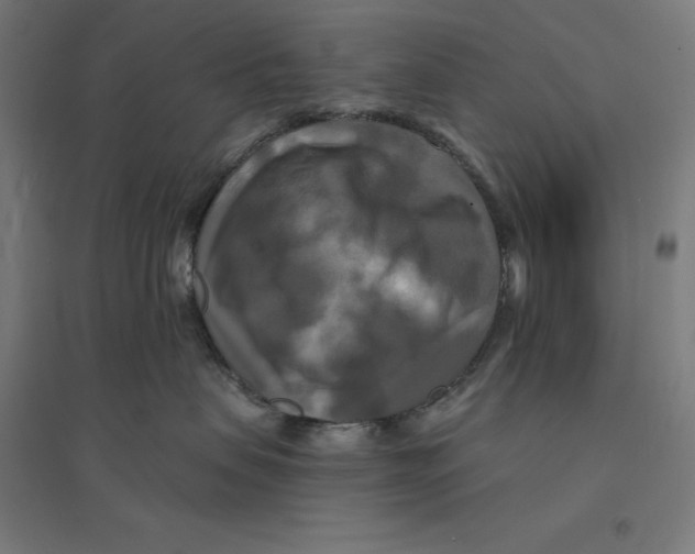 X0000094420479200712061055