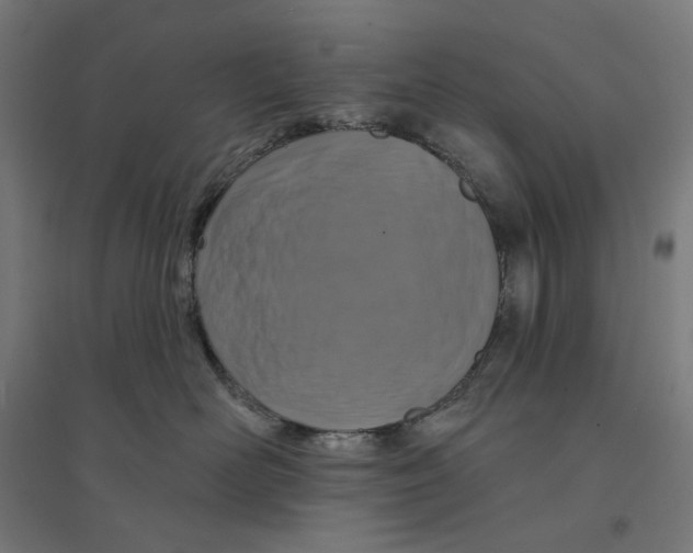 X0000094420526200712061054