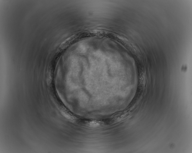 X0000094420566200712061054